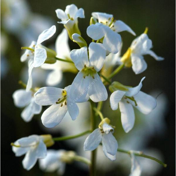 Arabis procurrens - Arabette Arabis procurrens - Arabette