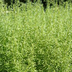 Artemisia dracunculus - Estragon