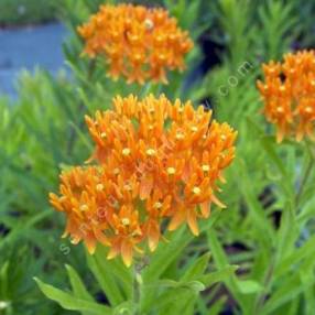 Asclepias tuberosa - Asclepiade tubéreuse