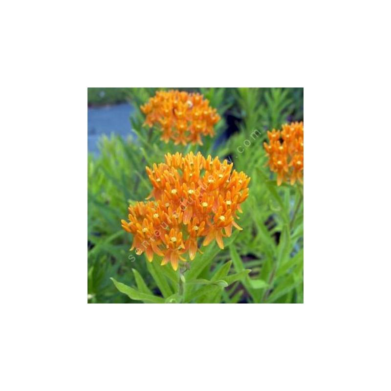 Asclepias tuberosa - Asclepiade tubéreuse