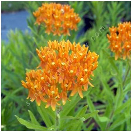 Asclepias tuberosa - Asclepiade tubéreuse