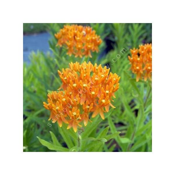 Asclepias tuberosa - Asclepiade tubéreuse