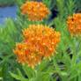 Asclepias tuberosa - Asclepiade tubéreuse