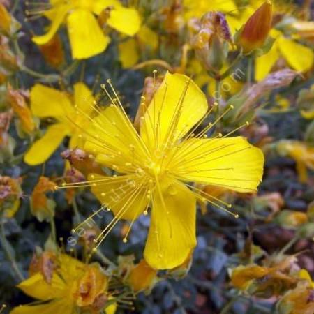 Hypericum olympicum - Millepertuis du Mont Olympe