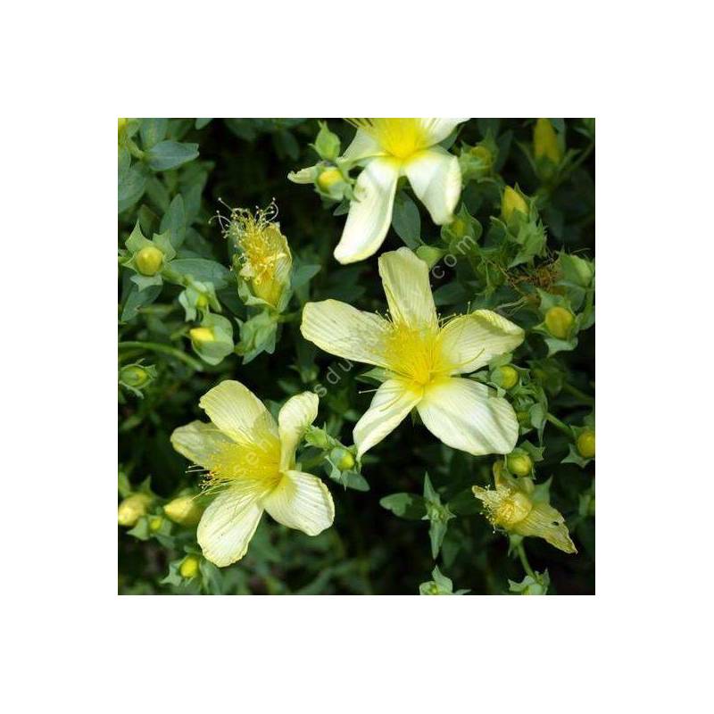 Hypericum olympicum 'Citrinum' - Millepertuis de l'Olympe