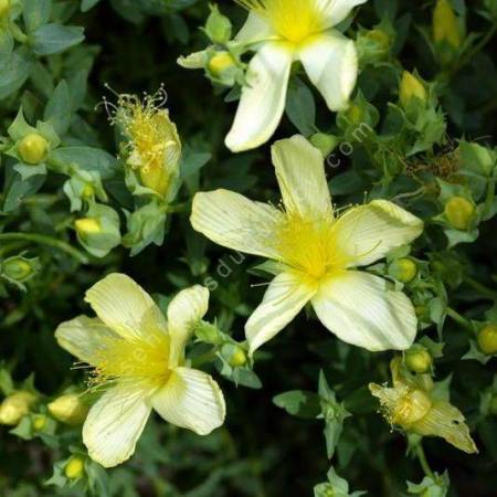 Hypericum olympicum 'Citrinum' - Millepertuis de l'Olympe