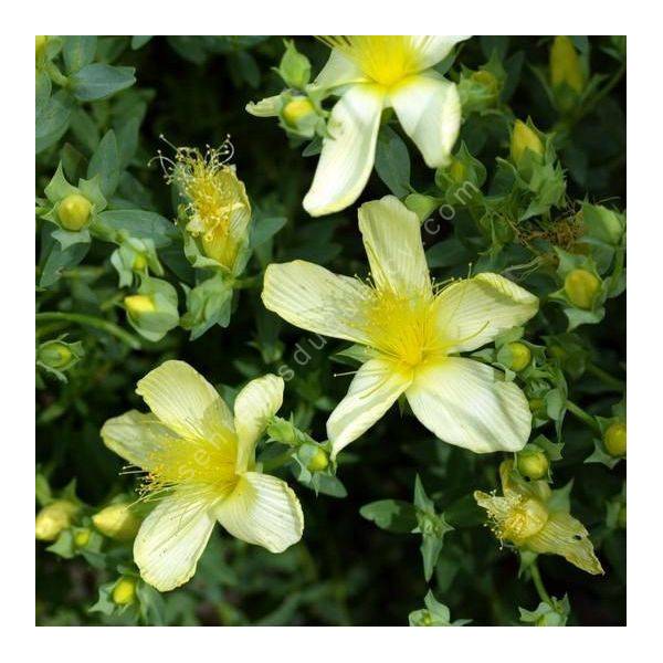 Hypericum olympicum 'Citrinum' - Millepertuis de l'Olympe