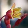 Hesperaloe parviflora - Yucca rouge