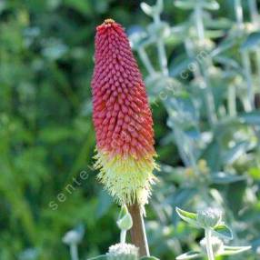 Kniphofia uvaria - Tison de Satan