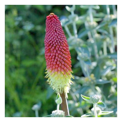 comment planter kniphofia uvaria