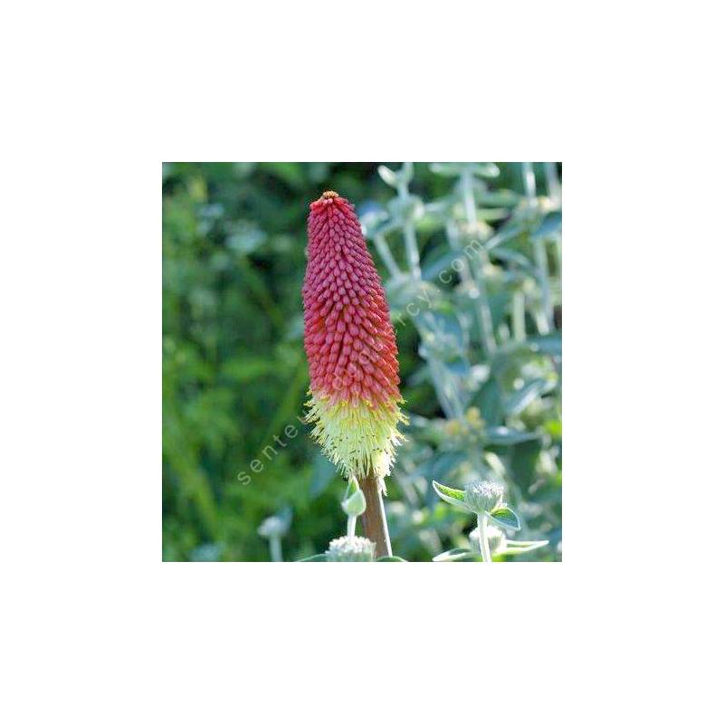 Kniphofia uvaria - Tison de Satan