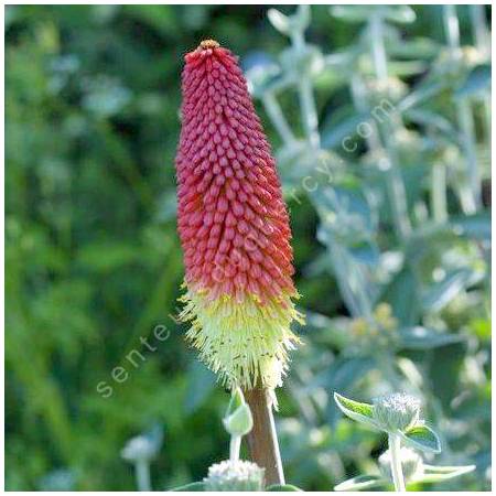 Kniphofia uvaria - Tison de Satan