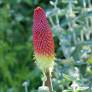 Kniphofia uvaria - Tison de Satan