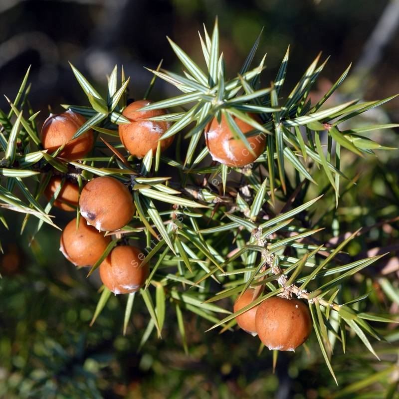 Juniperus oxycedrus - Genévrier cade