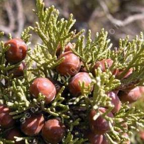 Juniperus phoenicea var. turbinata - Genévrier de mer