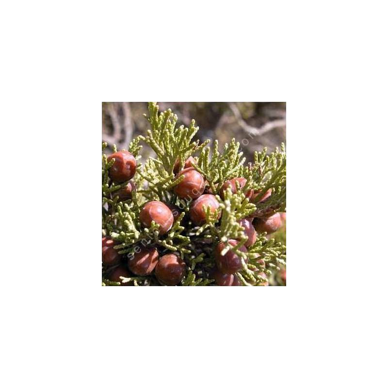 Juniperus phoenicea var. turbinata - Genévrier de mer
