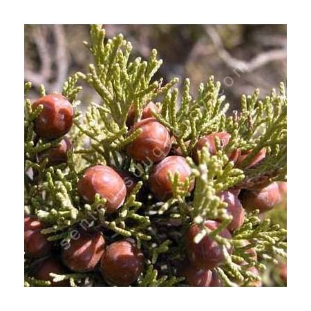 Juniperus phoenicea var. turbinata - Genévrier de mer