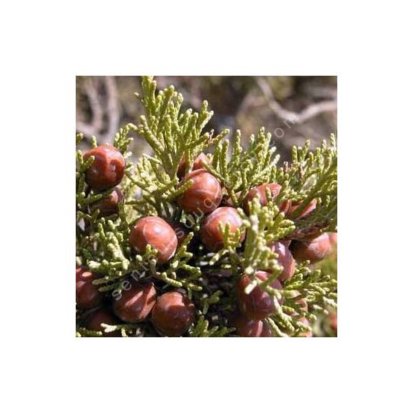 Juniperus phoenicea var. turbinata - Genévrier de mer