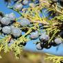 Juniperus thurifera - Genévrier à encens