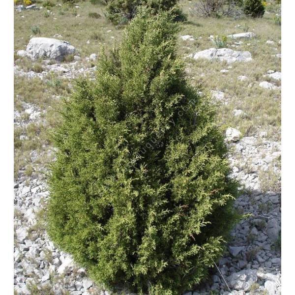 Juniperus phoenicea - Genévrier rouge Juniperus phoenicea - Genévrier rouge