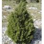 Juniperus phoenicea - Genévrier rouge