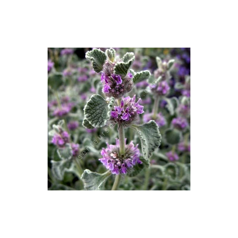 Marrubium supinum Marrube argenté à fleurs roses