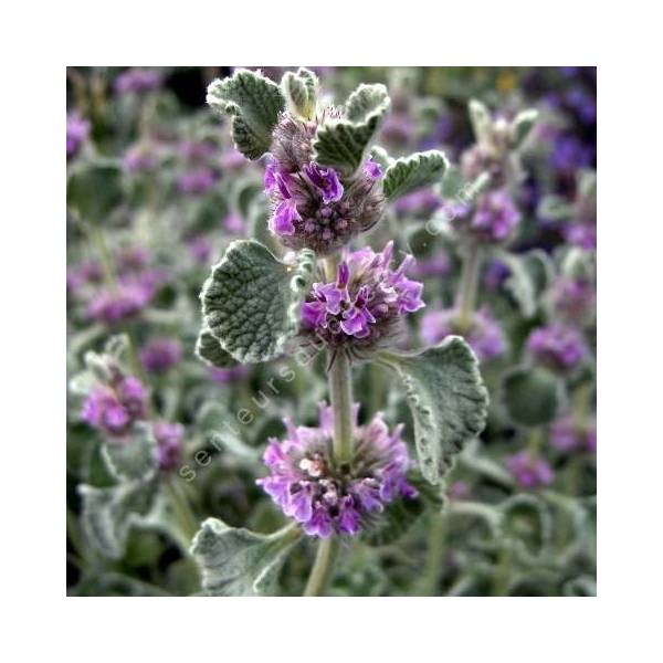 Marrubium supinum Marrube argenté à fleurs roses