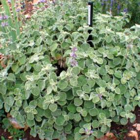Feuillage gris argenté et duveteux de Marrubium supinum