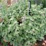 Feuillage gris argenté et duveteux de Marrubium supinum