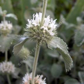 Marrubium incanum - Marrube grise