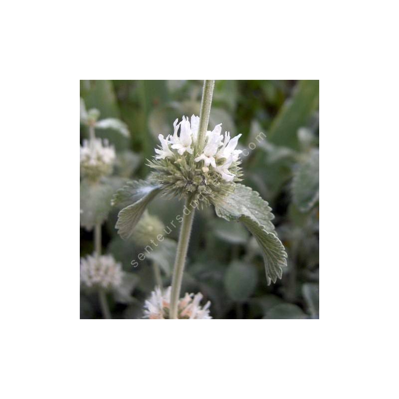 Marrubium incanum - Marrube grise