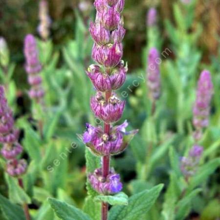 Nepeta tuberosa - Herbe à chat tubéreux