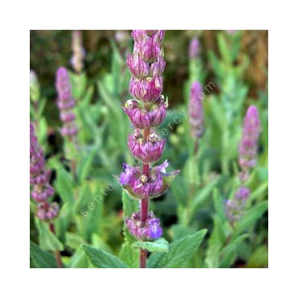 Nepeta tuberosa - Herbe à chat tubéreux