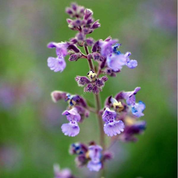 Nepeta x faassenii - Herbe à chat - plante vivace pour jardin sec