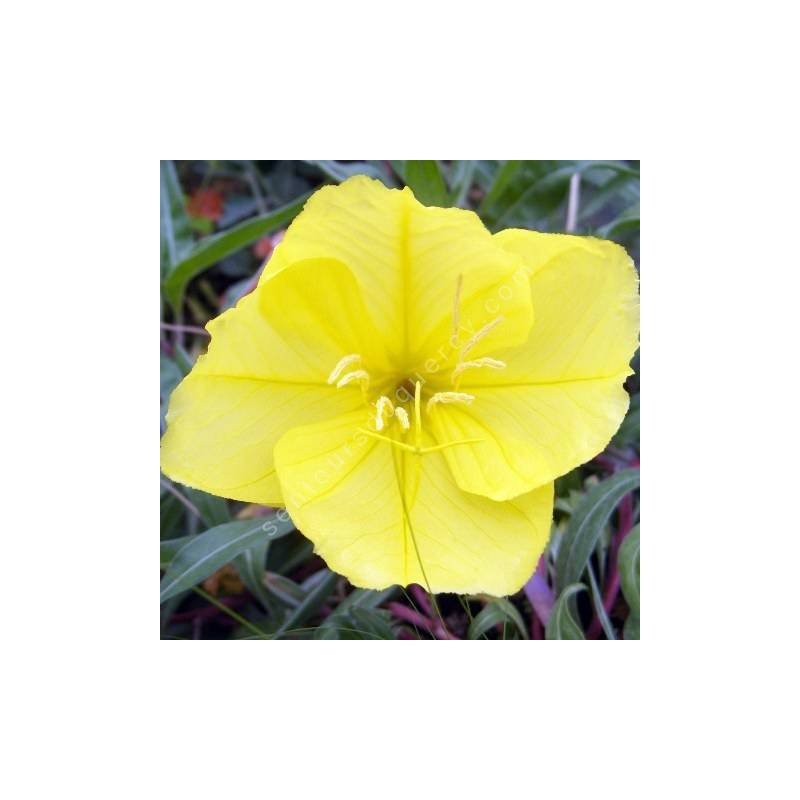 Oenothera macrocarpa - Onagre du Missouri