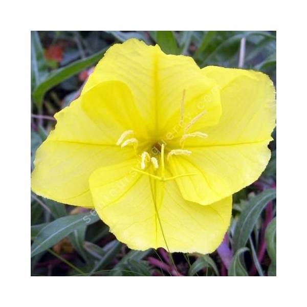 Oenothera macrocarpa - Onagre du Missouri