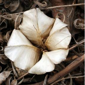 Oenothera macrocarpa - Onagre du Missouri