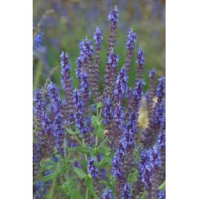 Détail des fleurs violettes de la Sauge amplexicaule