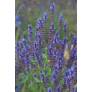 Détail des fleurs violettes de la Sauge amplexicaule