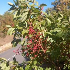 Pistacia terebinthus - Pistachier térébinthe