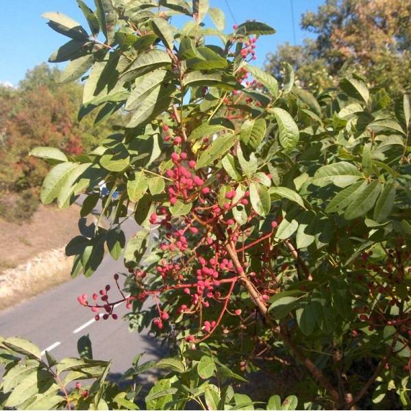 Pistacia terebinthus - Pistachier térébinthe Pistacia terebinthus - Pistachier térébinthe