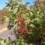 Pistacia terebinthus - Pistachier térébinthe