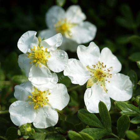 Potentilla fruticosa 'Abbotswood' - Potentille arbustive blanche