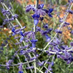 Perovskia 'Blue Spire' - Lavande d'Afghanistan détails