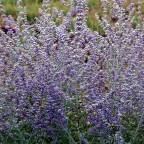 Perovskia 'Blue Spire' - Lavande d'Afghanistan plante