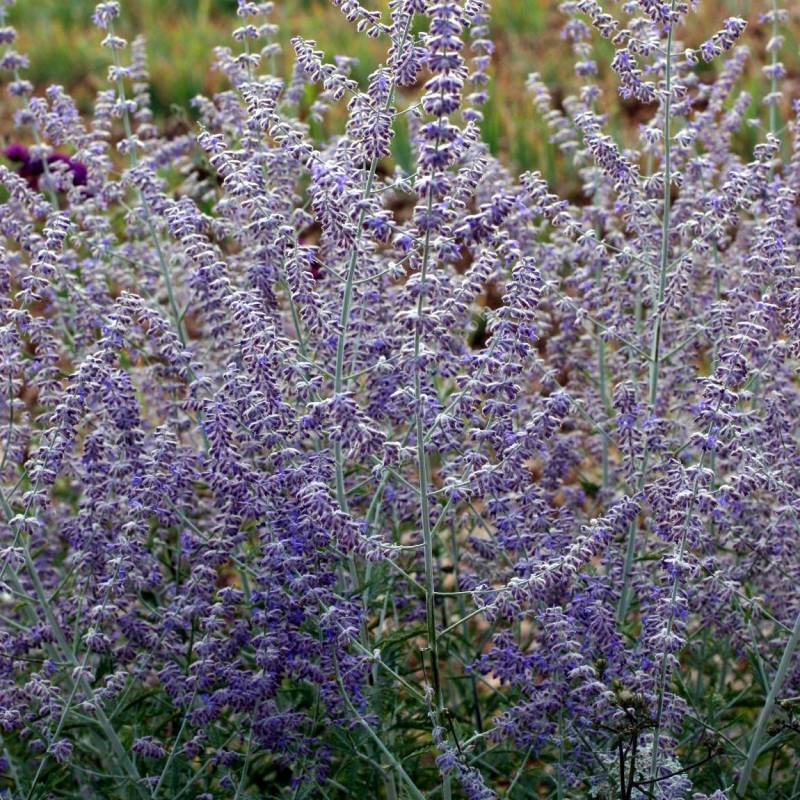 Lavande d'Afghanistan - Perovskia 'Blue Spire' - arbuste de jardin sec