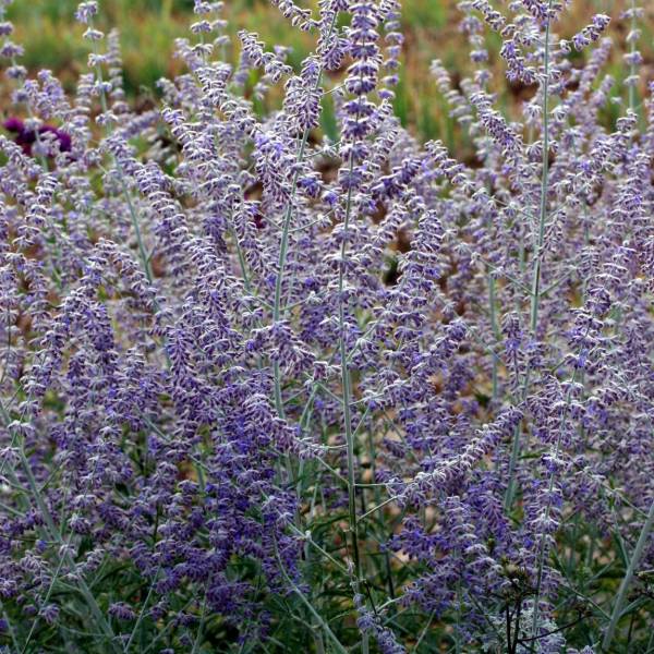 Perovskia 'Blue Spire' - Lavande d'Afghanistan plante