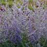 Perovskia 'Blue Spire' - Lavande d'Afghanistan plante