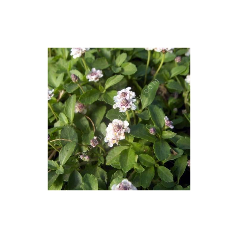 Phyla nodiflora - Lippia