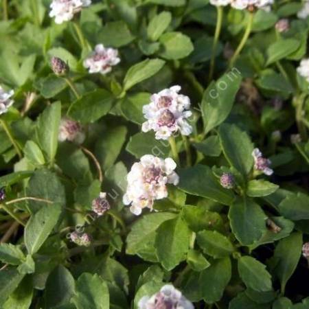 Phyla nodiflora - Lippia